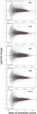 Transcriptomic Profiling of Duodenal Epithelium Reveals Temporally Dynamic Impacts of Direct Duodenal Starch-Infusion During Dry Period of Dairy Cattle